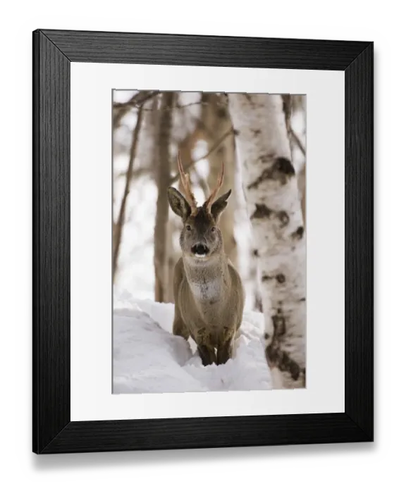 Framed Print : Roe Deer buck Capreolus capreolus Scottish Highlands winter Framed Print : Roe Deer buck Capreolus capreolus Scottish Highlands winter