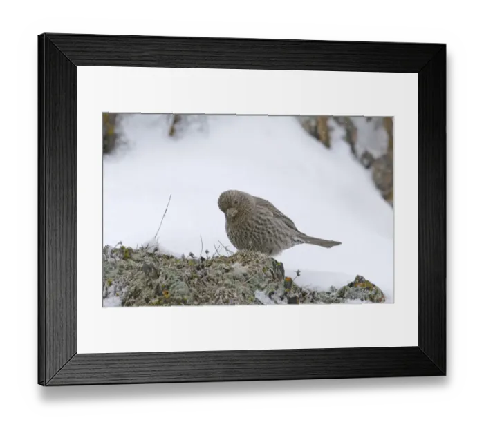 Framed Print : Great Rosefinch Carpodacus rubicilla female Kazbegi Great Caucasus Georgia April Framed Print : Great Rosefinch Carpodacus rubicilla female Kazbegi Great Caucasus Georgia April