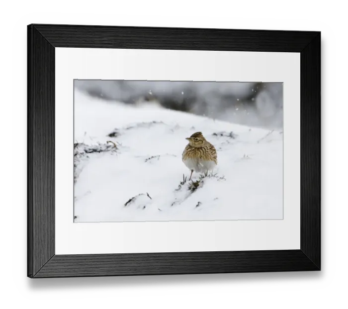 Framed Print : Skylark Alauda arvensis on stubble field in snow Norfolk UK winter Framed Print : Skylark Alauda arvensis on stubble field in snow Norfolk UK winter