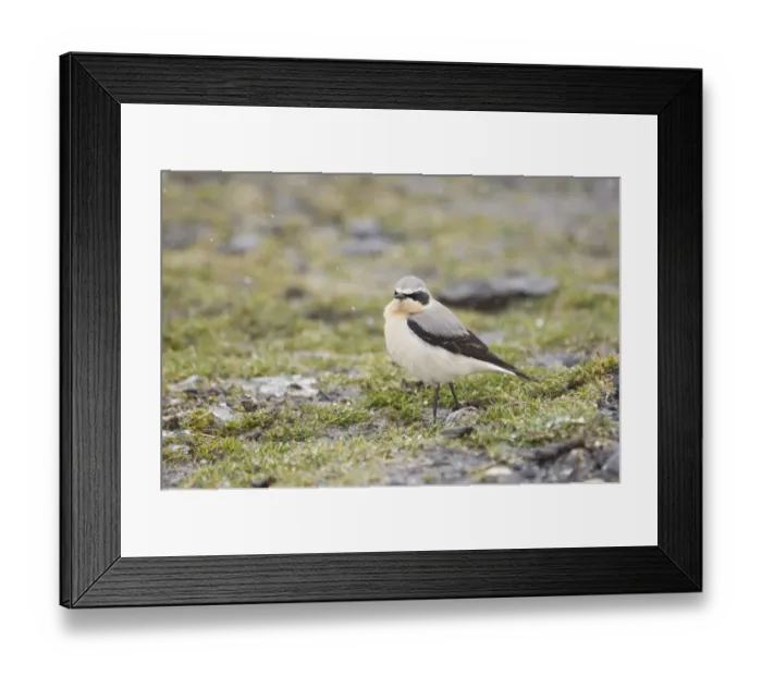 Framed Print : Northern Wheatear oenanthe oenanthe male April Framed Print : Northern Wheatear oenanthe oenanthe male April