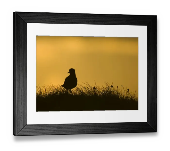 Framed Print : Golden Plover Pluvialis apricaria Shetland spring Framed Print : Golden Plover Pluvialis apricaria Shetland spring
