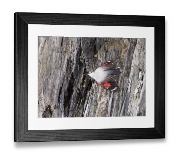 Framed Print : Wallcreeper Tichodroma muraria female Great Caucasus Georgia April Framed Print : Wallcreeper Tichodroma muraria female Great Caucasus Georgia April