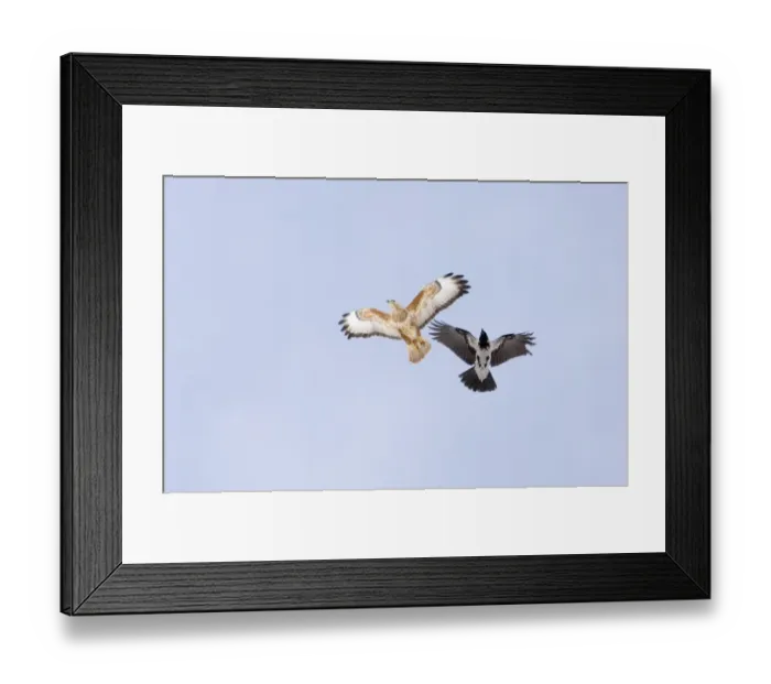 Framed Print : Hooded Crow mobbing Steppe Buzzard Great Caucasus Georgia April Framed Print : Hooded Crow mobbing Steppe Buzzard Great Caucasus Georgia April