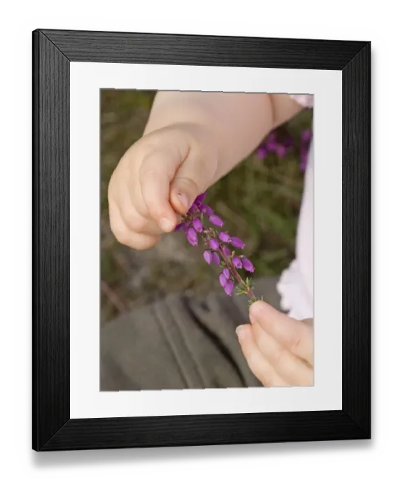 Framed Print : Baby clutching piece of flowering heather on heath North Norfolk summer Framed Print : Baby clutching piece of flowering heather on heath North Norfolk summer