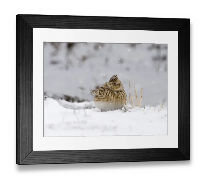 Framed Print : Skylark Alauda arvensis on stubble field in snow Norfolk UK winter Framed Print : Skylark Alauda arvensis on stubble field in snow Norfolk UK winter