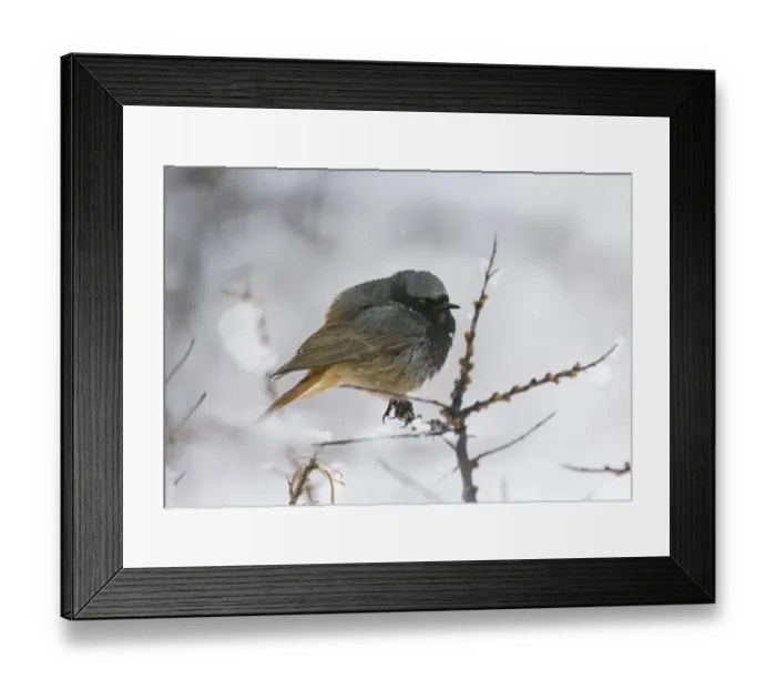 Framed Print : Black Redstart Phoenicurus ochruros male of the race ochruros Kazbegi Great Caucasus Framed Print : Black Redstart Phoenicurus ochruros male of the race ochruros Kazbegi Great Caucasus