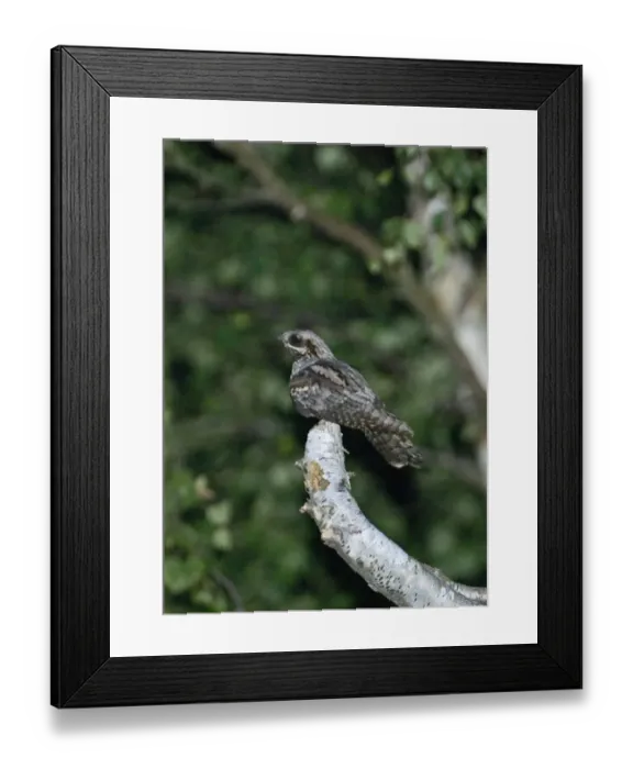 Framed Print : Nightjar Caprimulgus caprimulgus male churring on song perch North Norfolk summer Framed Print : Nightjar Caprimulgus caprimulgus male churring on song perch North Norfolk summer