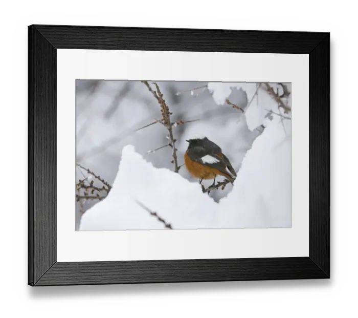Framed Print : Guldenstadts Redstart Phoenicurus erythrogaster male Kazbegi Great Caucasus Georgia Framed Print : Guldenstadts Redstart Phoenicurus erythrogaster male Kazbegi Great Caucasus Georgia