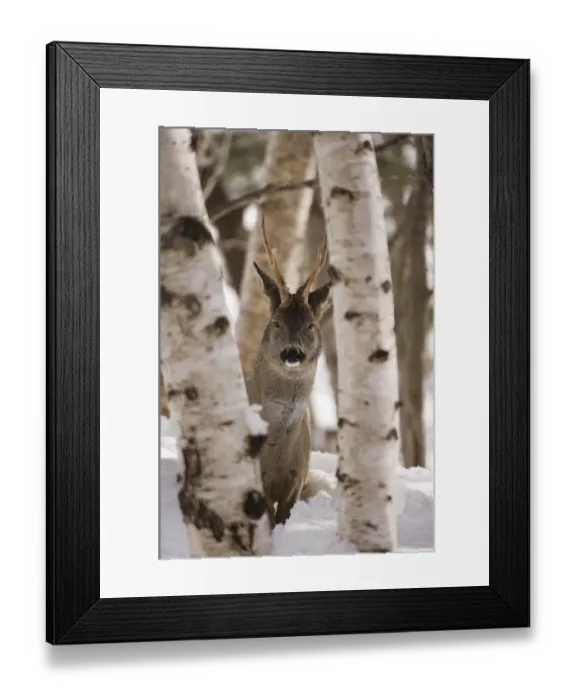 Framed Print : Roe Deer buck Capreolus capreolus Scottish Highlands winter Framed Print : Roe Deer buck Capreolus capreolus Scottish Highlands winter