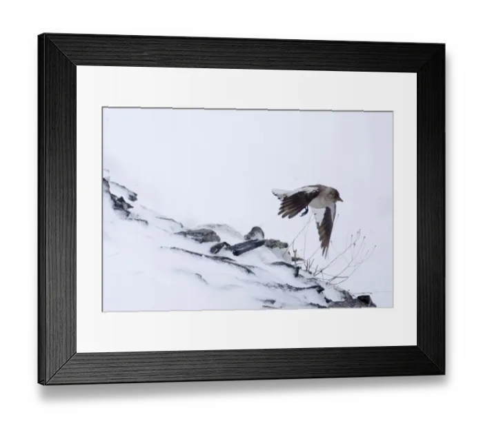 Framed Print : Snow Finch Montifringilla nivalis of race alpicola Great Caucasus Georgia April Framed Print : Snow Finch Montifringilla nivalis of race alpicola Great Caucasus Georgia April