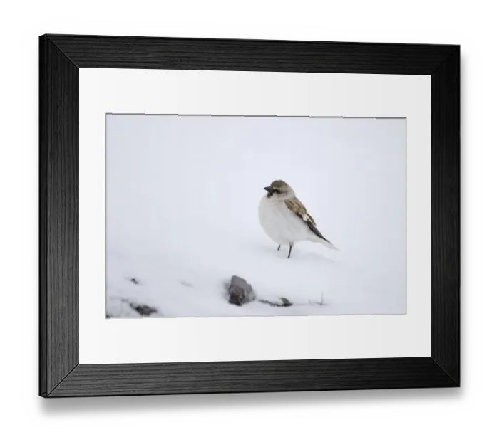 Framed Print : Snow Finch Montifringilla nivalis male of race alpicola Great Caucasus Georgia April Framed Print : Snow Finch Montifringilla nivalis male of race alpicola Great Caucasus Georgia April