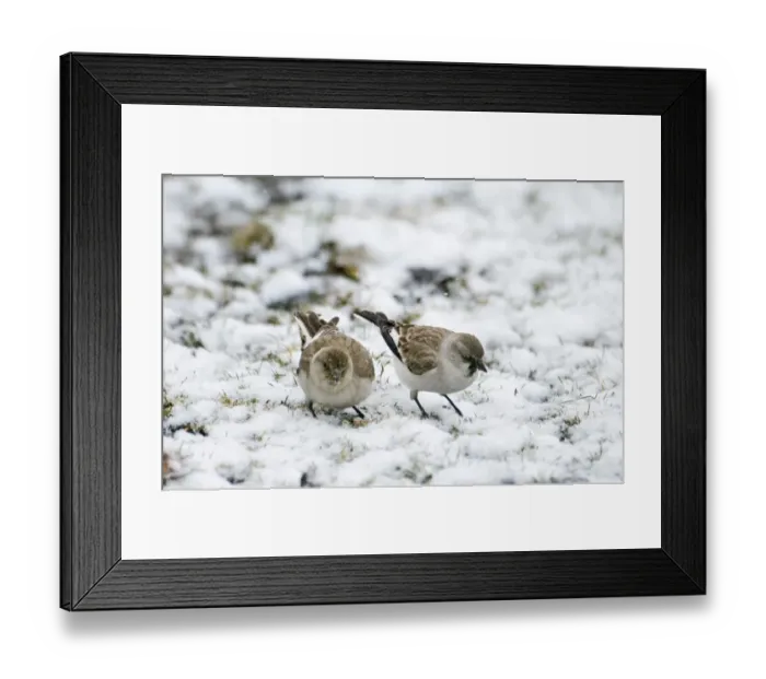 Framed Print : Snow Finch Montifringilla nivalis pair of race alpicola Great Caucasus Georgia April Framed Print : Snow Finch Montifringilla nivalis pair of race alpicola Great Caucasus Georgia April