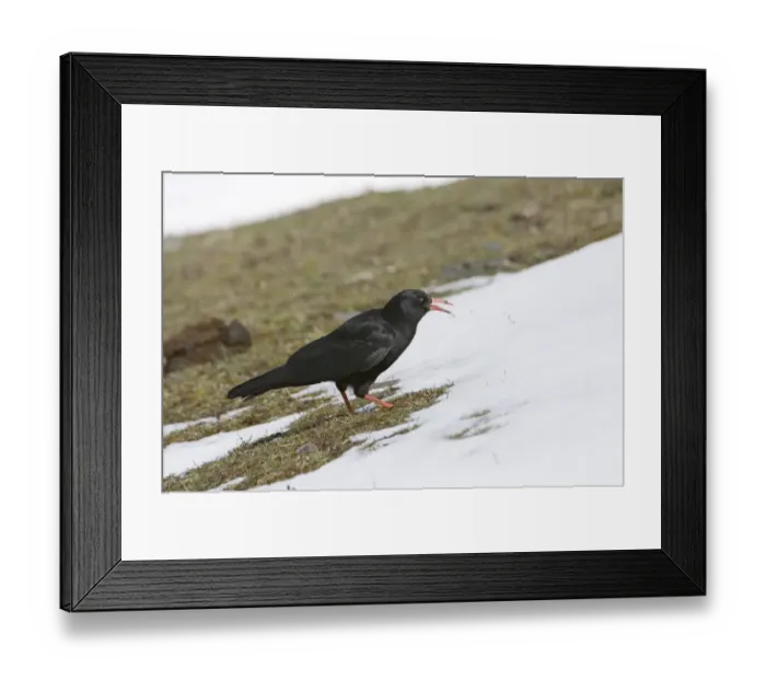 Framed Print : Chough Pyrrhocorax pyrrhocorax calling N Wales winter Framed Print : Chough Pyrrhocorax pyrrhocorax calling N Wales winter