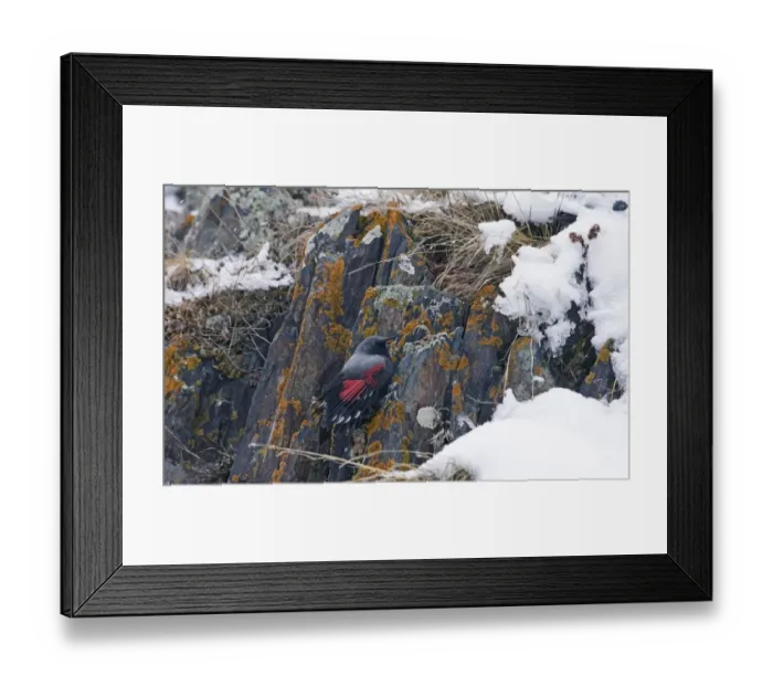 Framed Print : Wallcreeper Tichodroma muraria male Great Caucasus Georgia April Framed Print : Wallcreeper Tichodroma muraria male Great Caucasus Georgia April