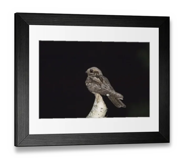 Framed Print : Nightjar Caprimulgus europaeus male churring (singing) from song post on forest edge