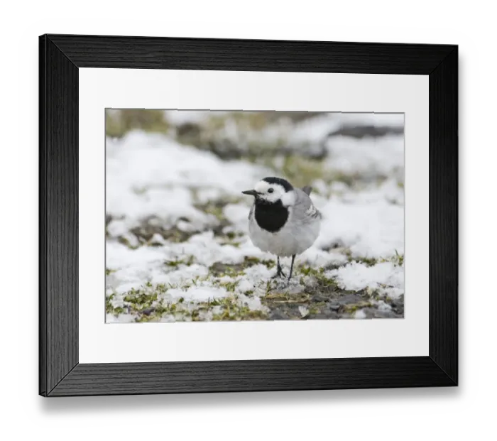 Framed Print : White Wagtail Motacilla alba Georgia winter Framed Print : White Wagtail Motacilla alba Georgia winter
