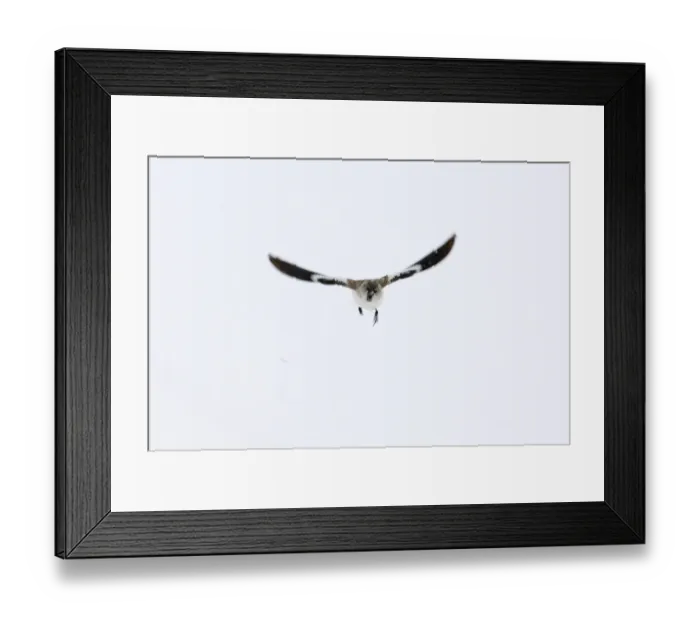 Framed Print : Snow Finch Montifringilla nivalis male of race alpicola Great Caucasus Georgia April Framed Print : Snow Finch Montifringilla nivalis male of race alpicola Great Caucasus Georgia April
