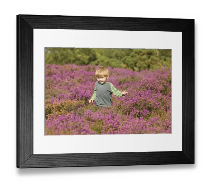 Framed Print : Young boy (3) amongst heather in summer Norfolk UK Framed Print : Young boy (3) amongst heather in summer Norfolk UK