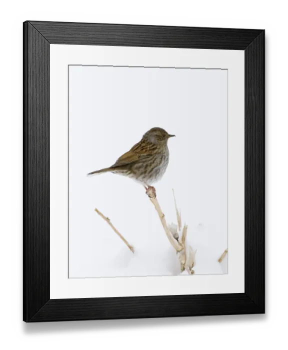 Framed Print : Dunnock Prunella modularis in winter uk Framed Print : Dunnock Prunella modularis in winter uk