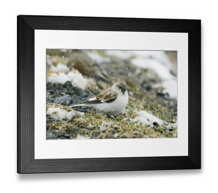 Framed Print : Snow Finch Montifringilla nivalis male of race alpicola Great Caucasus Georgia April Framed Print : Snow Finch Montifringilla nivalis male of race alpicola Great Caucasus Georgia April