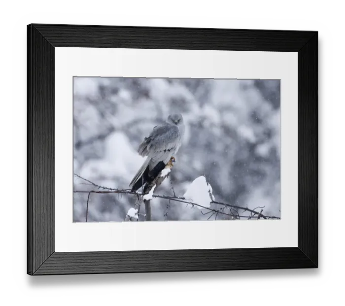 Framed Print : Montagus Harrier circus pygargus male migrating through Caucusus Mountains in Georgia Framed Print : Montagus Harrier circus pygargus male migrating through Caucusus Mountains in Georgia