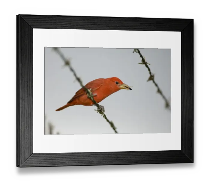 Framed Print : 02408dt. Summer Tanager Piranga r. rubra male Panama November Framed Print : 02408dt. Summer Tanager Piranga r. rubra male Panama November