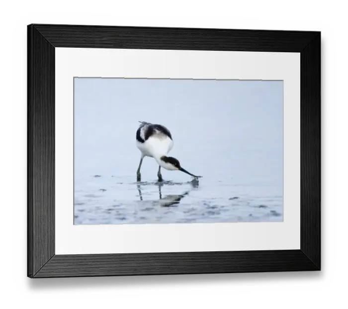 Framed Print : Avocet Recurvirostra avocetta juvenile feeding Cley Norfolk August Framed Print : Avocet Recurvirostra avocetta juvenile feeding Cley Norfolk August