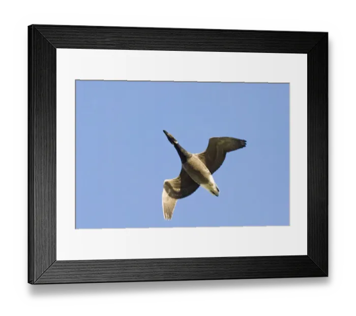 Framed Print : Brent Goose Branta bernicla North Norfolk December Framed Print : Brent Goose Branta bernicla North Norfolk December