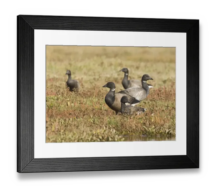 Framed Print : Brent Geese Branta bernicla on saltmarsh North Norfolk October Framed Print : Brent Geese Branta bernicla on saltmarsh North Norfolk October