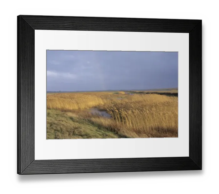 Framed Print : 02396dt. Coastal reedbed at Tacumshin Wexford Ireland winter Framed Print : 02396dt. Coastal reedbed at Tacumshin Wexford Ireland winter