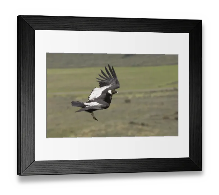 Framed Print : 02369dt. Andean Condor Vultur gryphus male leaving roosting ledge S.Chile November Framed Print : 02369dt. Andean Condor Vultur gryphus male leaving roosting ledge S.Chile November
