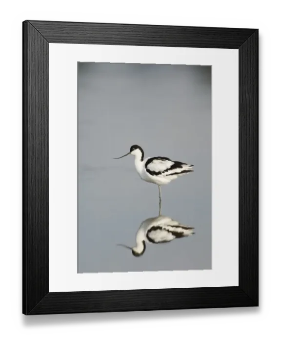 Framed Print : Avocet Avocetta recurvirostra Titchwell Norfolk summer