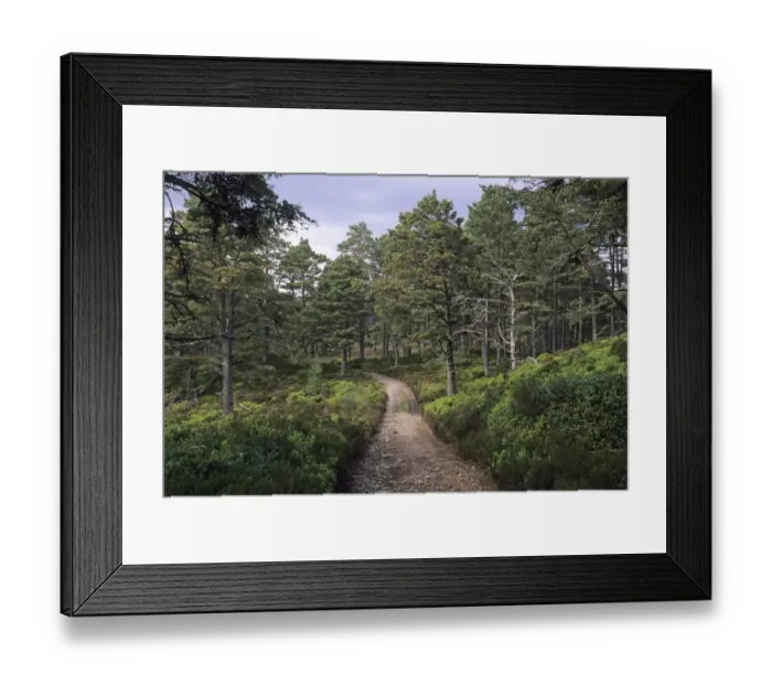 Framed Print : 02392dt. Abernethy RSPB Reserve Speyside Scottish Hightlands Framed Print : 02392dt. Abernethy RSPB Reserve Speyside Scottish Hightlands