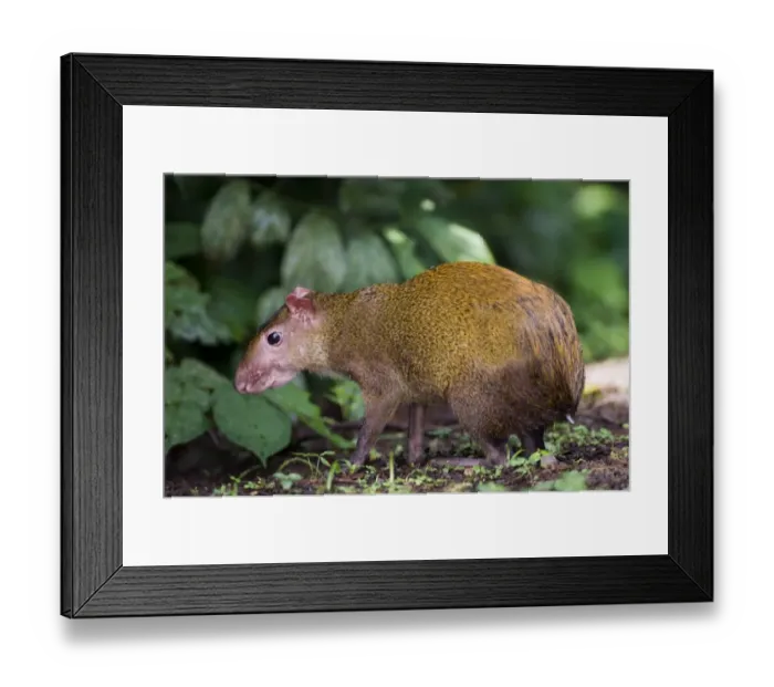 Framed Print : 02405dt. Agouti in lowland rainforest of Soberiana NP Panama Framed Print : 02405dt. Agouti in lowland rainforest of Soberiana NP Panama