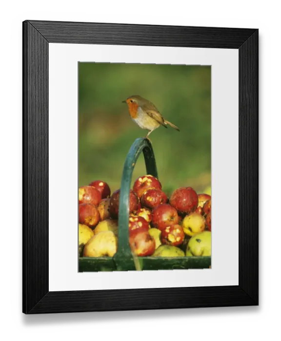 Framed Print : Robin Erithacus rubecula perched on handle of basket full of windfall apples in garden Framed Print : Robin Erithacus rubecula perched on handle of basket full of windfall apples in garden