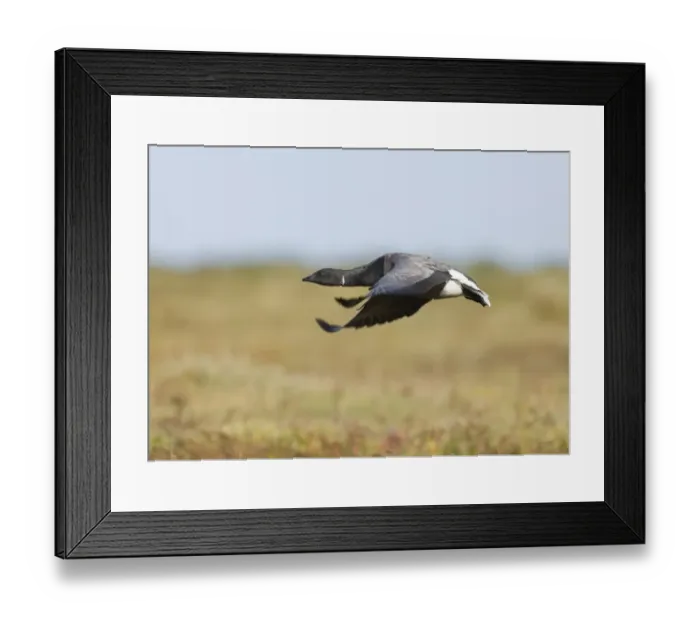 Framed Print : 02401dt. Brent Goose Branta bernicla taking off from saltmarsh North Norfolk October Framed Print : 02401dt. Brent Goose Branta bernicla taking off from saltmarsh North Norfolk October