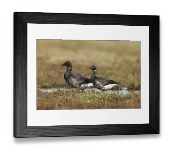 Framed Print : 02399dt. Brent Geese Branta bernicla on saltmarsh North Norfolk October Framed Print : 02399dt. Brent Geese Branta bernicla on saltmarsh North Norfolk October