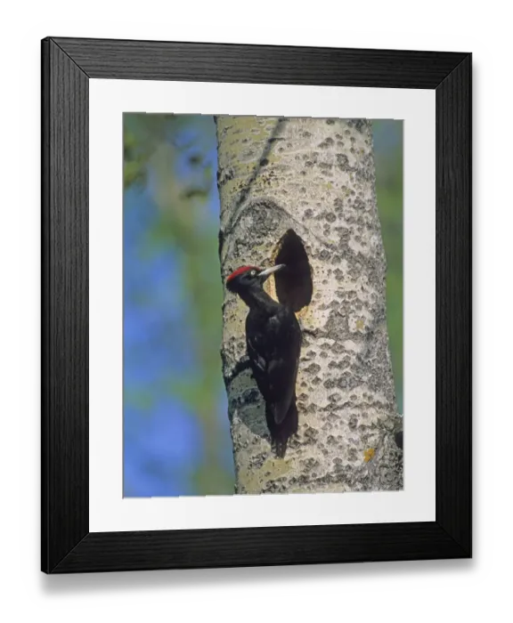 Framed Print : Black Woodpecker at nest hole Finland May Framed Print : Black Woodpecker at nest hole Finland May