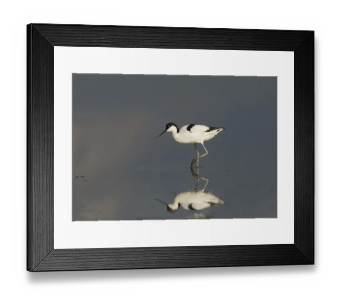 Framed Print : Avocet Recurvirostra avocetta Titchwell Norfolk August Framed Print : Avocet Recurvirostra avocetta Titchwell Norfolk August
