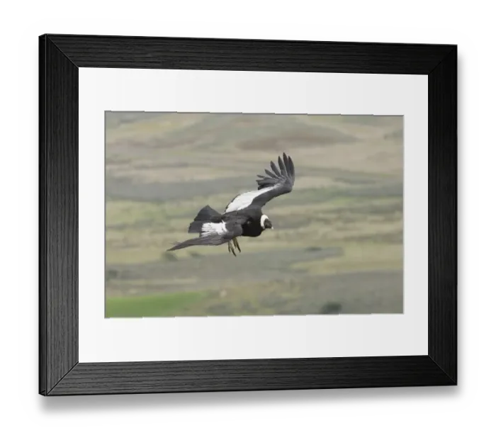 Framed Print : 02371dt. Andean Condor Vultur gryphus Patagonian Chile November Framed Print : 02371dt. Andean Condor Vultur gryphus Patagonian Chile November