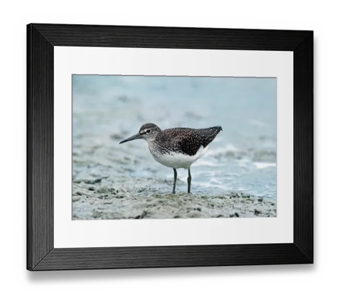 Framed Print : 02383dt. Green Sandpiper Bough Beech Reservoir Kent August Framed Print : 02383dt. Green Sandpiper Bough Beech Reservoir Kent August