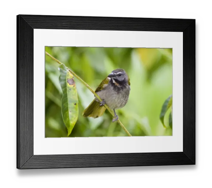 Framed Print : 02407dt. Buff-throated Saltator Saltator maximus intermedius Panama Framed Print : 02407dt. Buff-throated Saltator Saltator maximus intermedius Panama