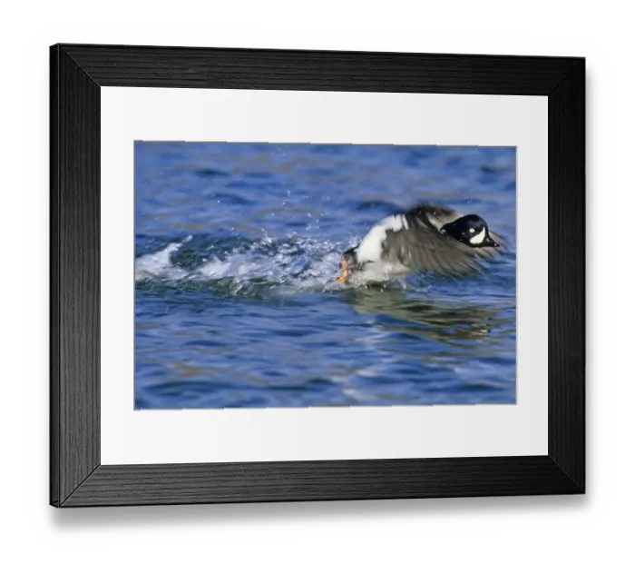 Framed Print : Barrows Goldeneye male taking off Lake Myvatn Iceland June Framed Print : Barrows Goldeneye male taking off Lake Myvatn Iceland June