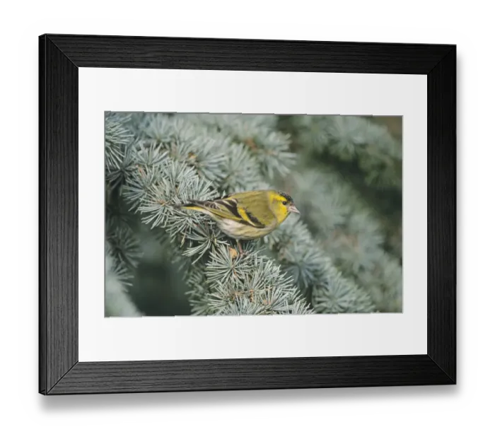 Framed Print : 02394dt. Siskin male winter UK