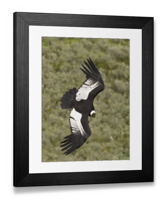 Framed Print : 02376dt. Andean Condor Vultur gryphus Patagonian Chile November
