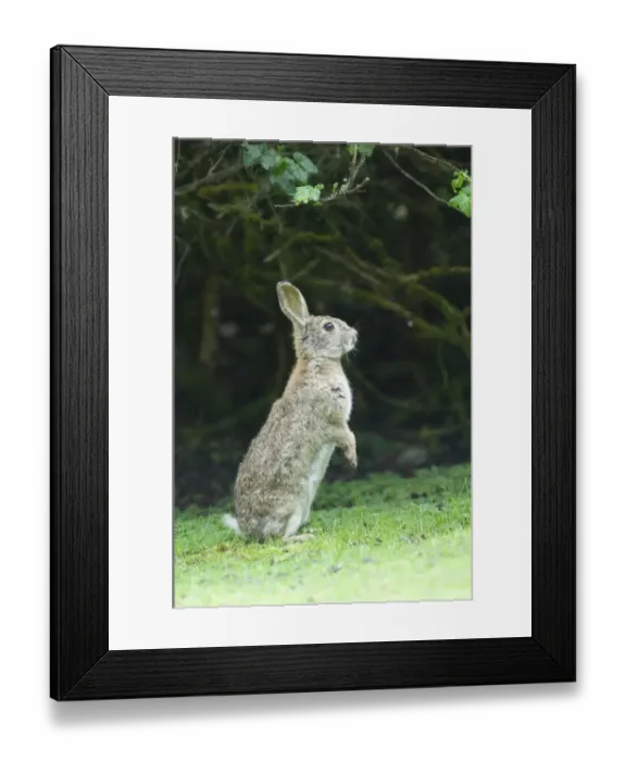 Framed Print : 02377dt. Rabbit Oryctolagus cuniculus autumn UK