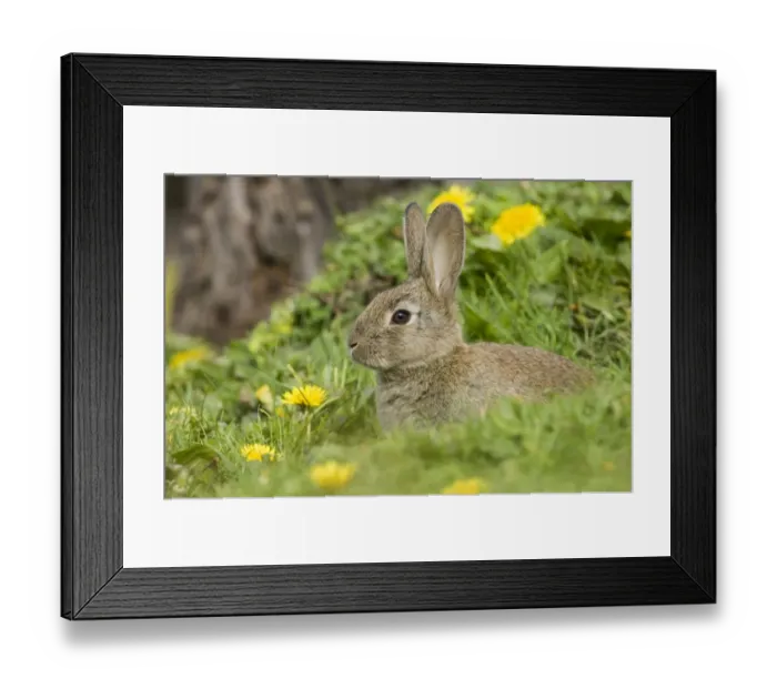Framed Print : 02363dt. Rabbit Oryctolagus cuniculus young at burrow entrance Norfolk summer Framed Print : 02363dt. Rabbit Oryctolagus cuniculus young at burrow entrance Norfolk summer