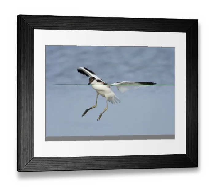 Framed Print : Avocet Recurvirostra avocetta juvenile landing Cley Norfolk August