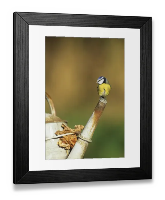 Framed Print : Blue Tit Parus caeruleus on watering can spout in garden Kent winter