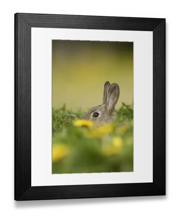 Framed Print : 02365dt. Rabbit Oryctolagus cuniculus young at burrow entrance Norfolk summer